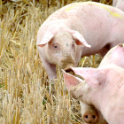 Cerdos de capa blanca hozan en un campo de cultivo recién cosechado