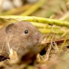 Un topillo campesino busca alimento en un campo de cultivo.