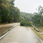 Árboles derribados sobre la calzada por el temporal de viento en una carretera de Zamora