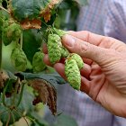 Flor de lúpulo en una explotación agraria de la provincia de León, en una imagen de archivo.