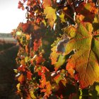 Viñedo en la Ribera del Duero