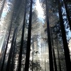 El bosque de coníferas cubre una gran extensión en Castilla y León con grandes posibilidades para la biomasa