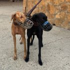 Collera de galgos salmantinos con bozal.