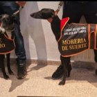 Las dos galgas salmantinas en el reconocimiento previo a las carreras de este viernes.