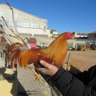 Uno de los gallos robados en Valladolid y localizado en Soria.