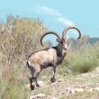 Espectacular y viejo macho montés.