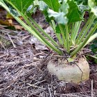 Remolacha azucarera en un cultivo.