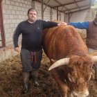 Los hermanos David y Daniel posan con sus vacas en Fuentenebro