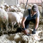 Esquileo de ovejas en la localidad palentina de Fuentes de Valdepero, en una foto de archivo.