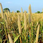 Campo de mijo, un cultivo alternativo en Castilla y León.