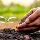 Un agricultor aporta abono a uno de los brotes de su cultivo.
