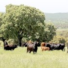 Vacas de la ganadería Montalvo de Salamanca