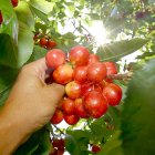Un agricultor recoge cerezas de la Marca de Garantía del Bierzo