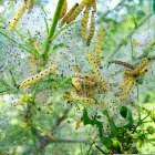 Plaga de gusanos en una explotación hortícola
