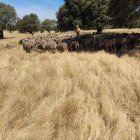 Los hermanos Pérez están hasta el viernes en Trujillo (Cáceres) con su rebaño de 1.600 ovejas