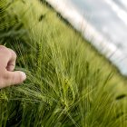 Un agricultor examina las espigas verdes de su cultivo en un campo de trigo.