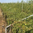Viñedos de la DO Rueda tumbados tras la tromba de lluvia y granizo.