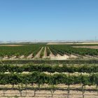 Viñedos en Rueda, Valladolid. La ola de calor y el Mildiu condicionan la vendimia en Rueda.