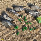 Media docena de palomas torcaces de la jornada inaugural.