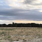 El pinar en el que se producen incendios al fondo, junto a la parcela de Pinar de Jalón recientemente desbrozada.