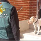 Perro potencialmente peligroso que mordió mató a otro en Alaejos (Valladolid)