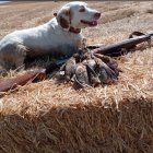 Bonita percha de codornices en contrapasa.