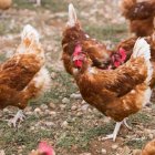 La Influenza Aviar obliga a sacrificar 102.000 gallinas en Valladolid