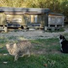 Colonia felina junto al río.