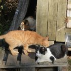Una de las colonias de gatos callejeros de la ciudad.