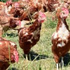 Explotación de gallinas ponederas en una imagen de archivo