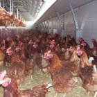 Imagen de archivo de una Una explotación avícola.