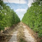 Finca de manzanas de Nufri en La Rasa.