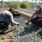 Una pareja de horticultores en un vivero
