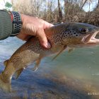 Una bonita trucha común pescada el pasado día 30 a mosca en aguas leonesas.