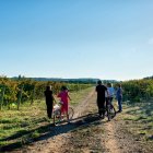 Los viñedos que rodean Traspinedo forman parte del paisaje que convierte la escapada gastronómica en un plan de día completo.