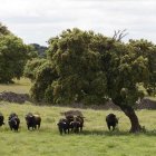 Reportaje de la finca Rollanejo en cubo de don Sancho, Salamanca, única por que se crían toros bravos y es de propiedad municipal. En la imagen el mayoral obliga a los toros de tres años a hacer ejercicio.
