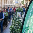 Colas en las inscripciones de la marcha contra el cáncer.