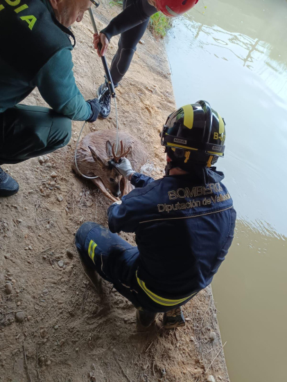 Rescate del corzo que había caído al canal de riego