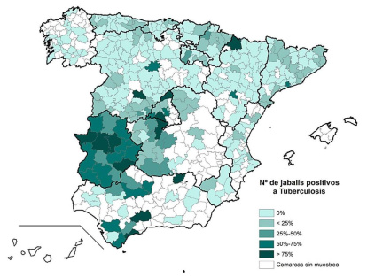 Número de jabalíes positivos por tuberculosis en España. MAPA