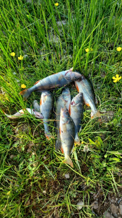 Diferentes imágenes de percas capturadas este fin de semana con pesca eléctrica.