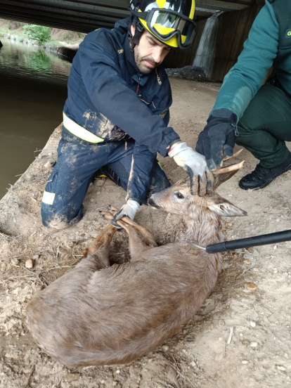 Rescate del corzo que había caído al canal de riego