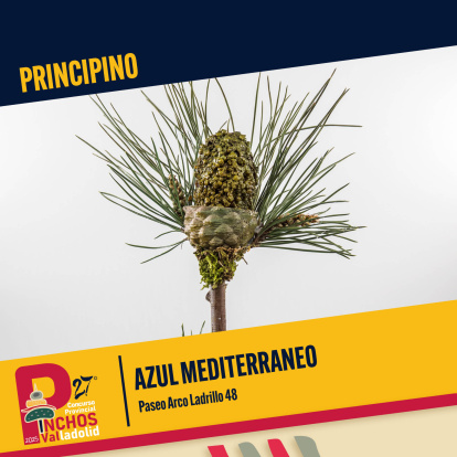 Principino (Azul Mediterráneo)