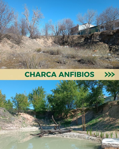 Charca para anfibios en la reserva biológica El Tomillo