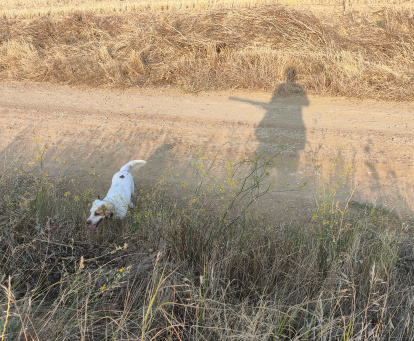 Apertura de la media veda en Castilla y León.