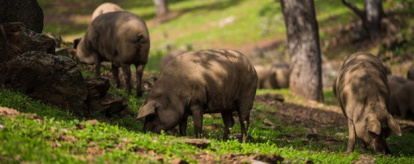 Imagen de los cerdos para el ibérico de bellota
