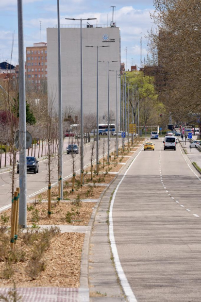 Nuevos árboles en la mediana de la Avenida del Real Valladolid.