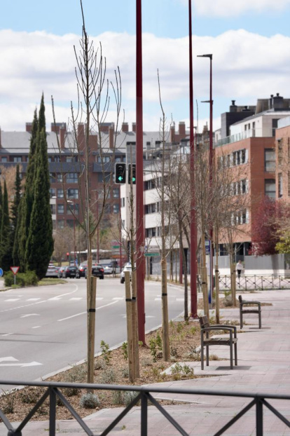 Árboles con el nuevo sistema en la calle Mieses de Valladolid.