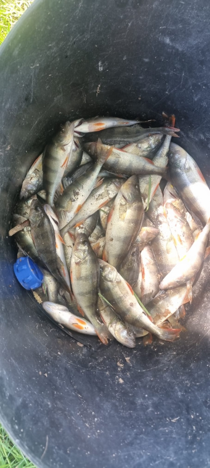 Diferentes imágenes de percas capturadas este fin de semana con pesca eléctrica.