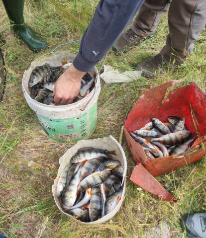 Pescadores con las percas sacadas del río Arlanzón.