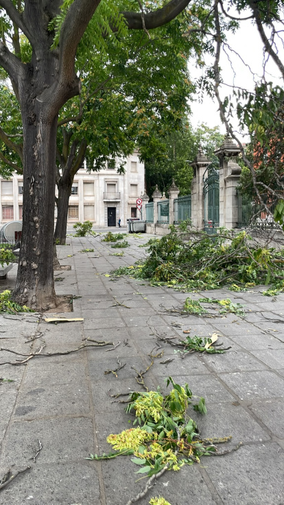 Ramas caídas en la plaza San Pablo de Valladolid.